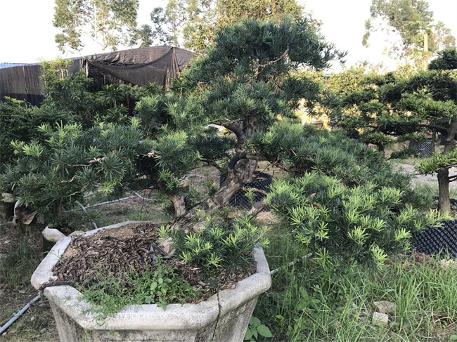 苗木銷(xiāo)售