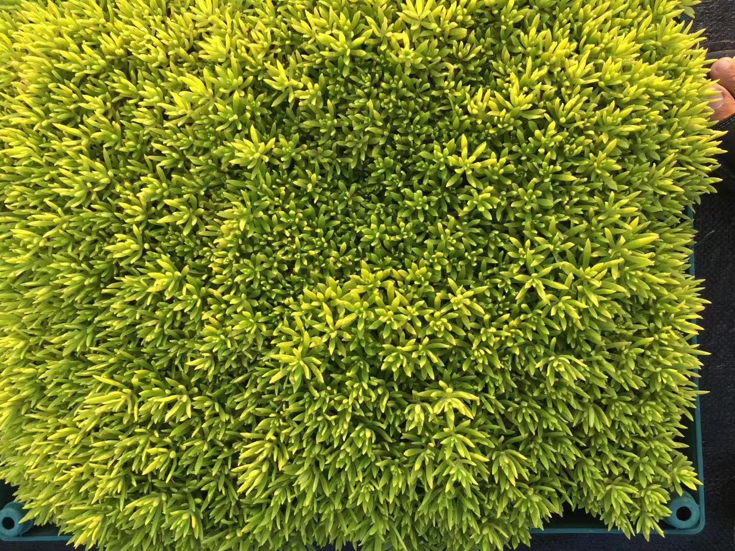 草皮銷(xiāo)售