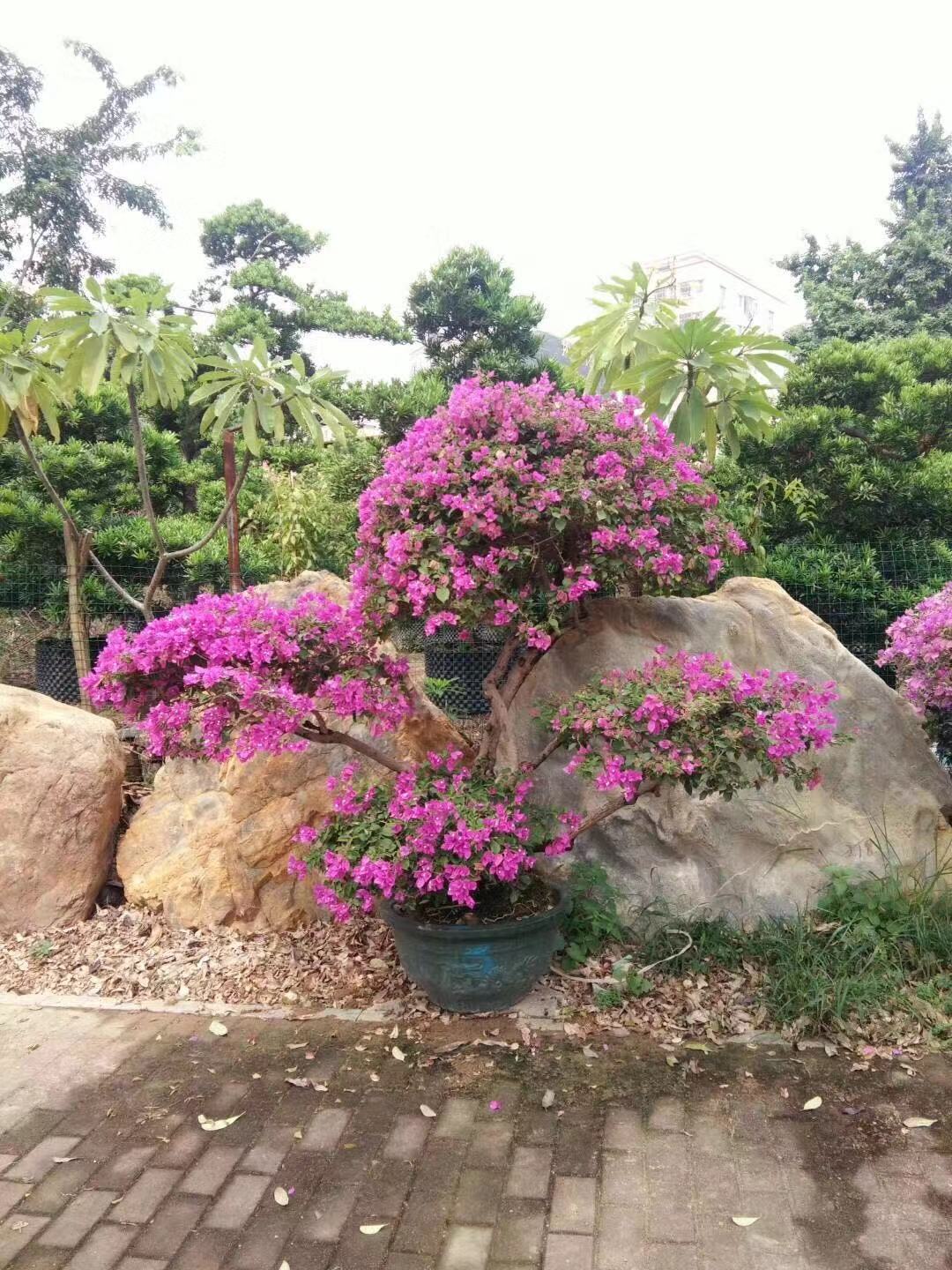 苗木銷(xiāo)售