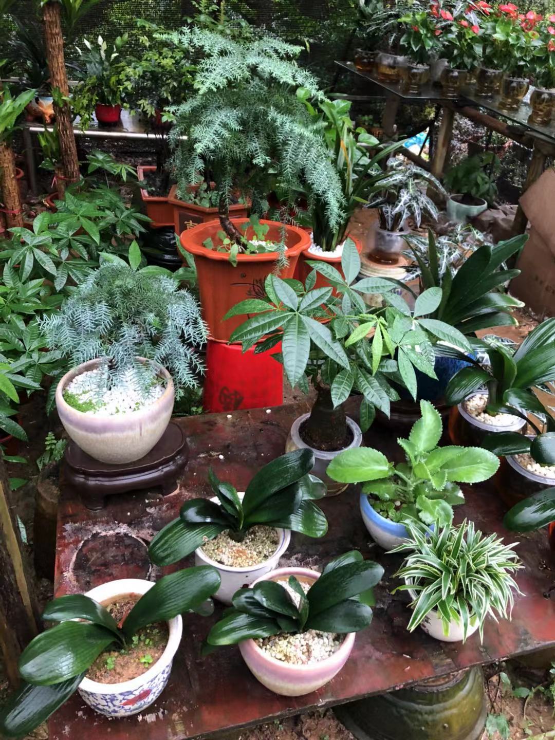 室內花木租賃