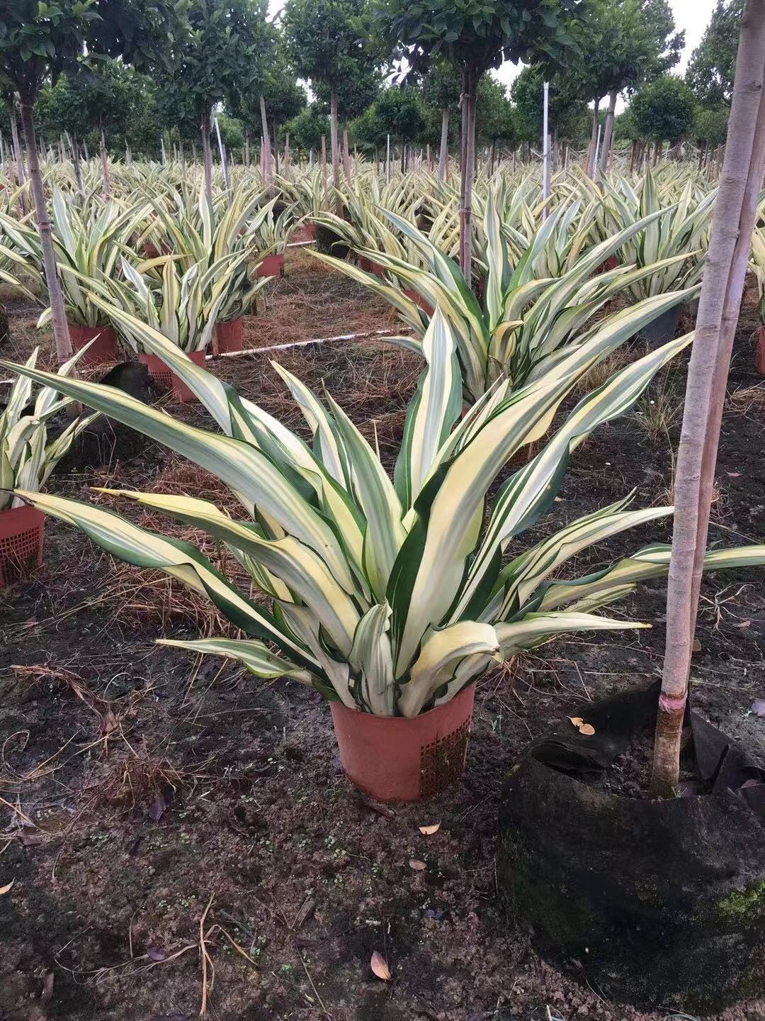 室內花木租賃